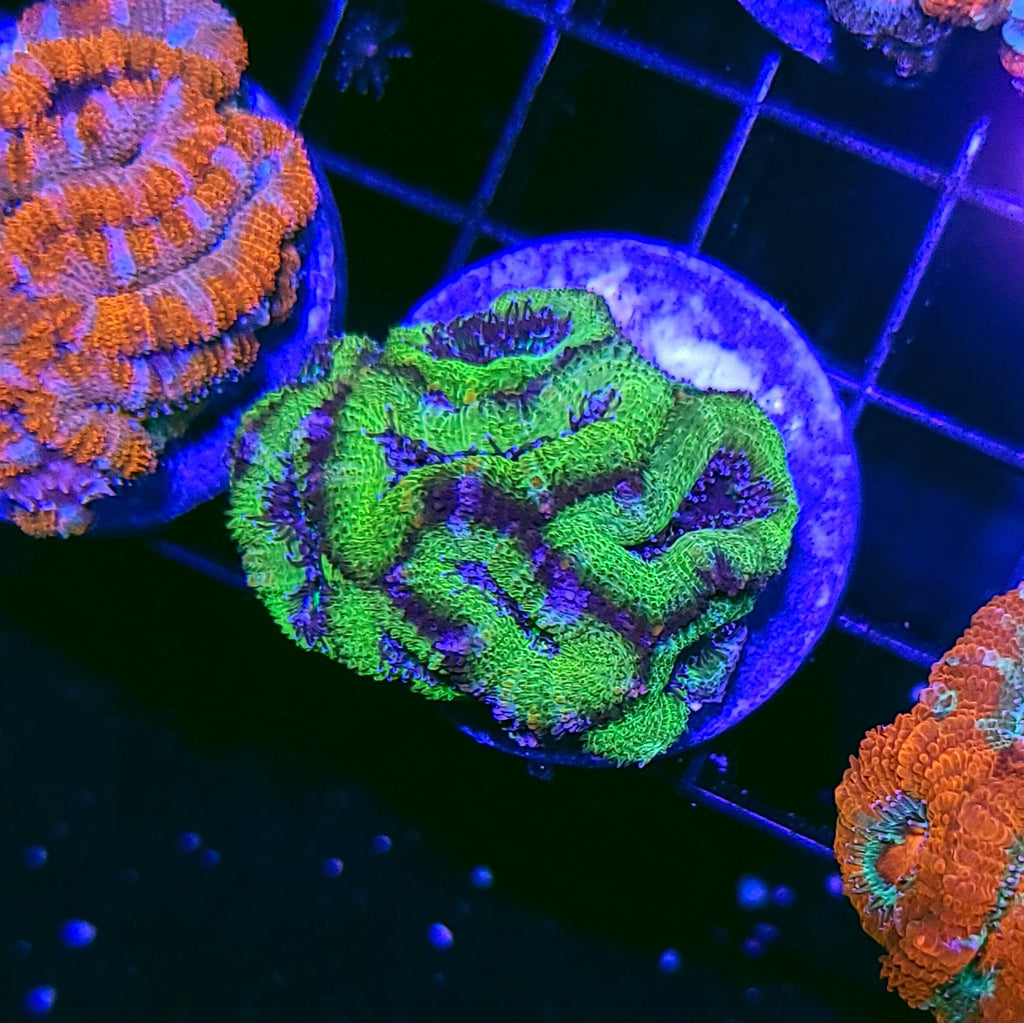 Hulk Acan Chunk