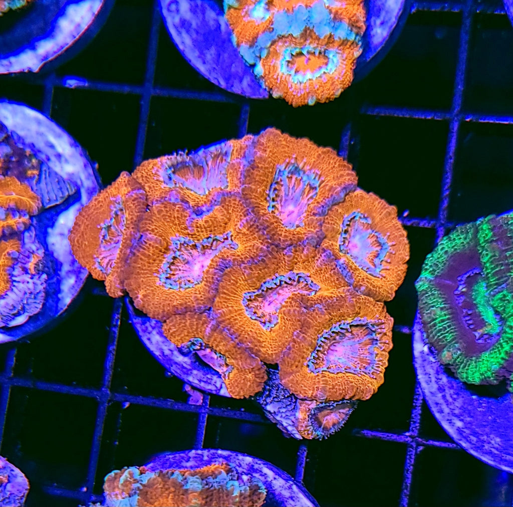 Pink Eye Rainbow Acan Chunk