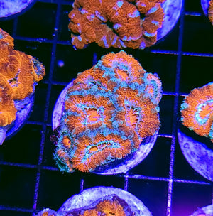 Citric Acid Acan Chunk