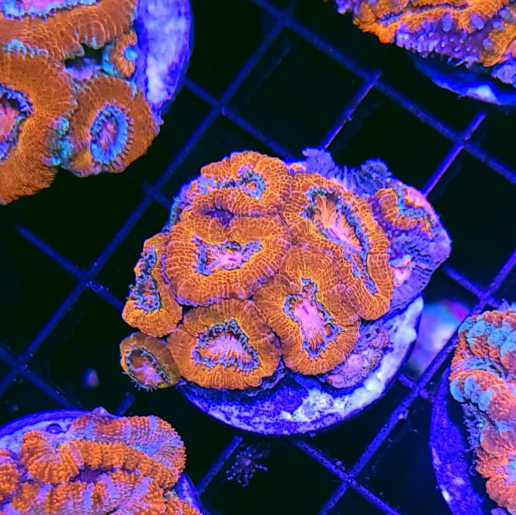 Pink Eye Rainbow Acan Chunk