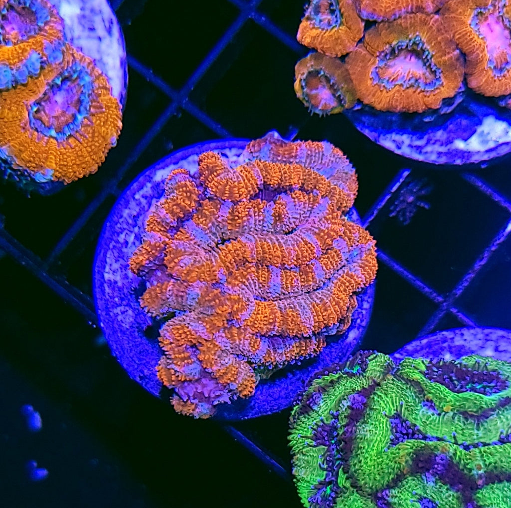 Prince Charles Rainbow Acan Chunk