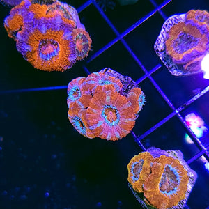 Pink Grapefruit Acan