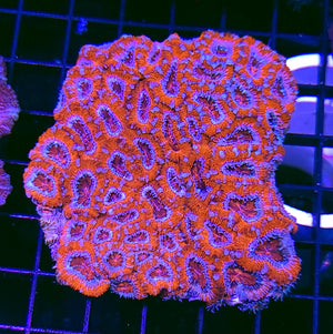 Red Rock Star Acan Colony