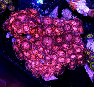 Playboy Zoa Colony