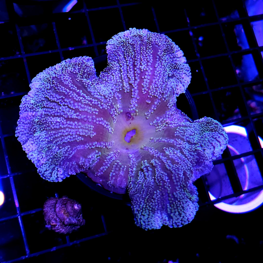 5" Haddoni Carpet Anemone