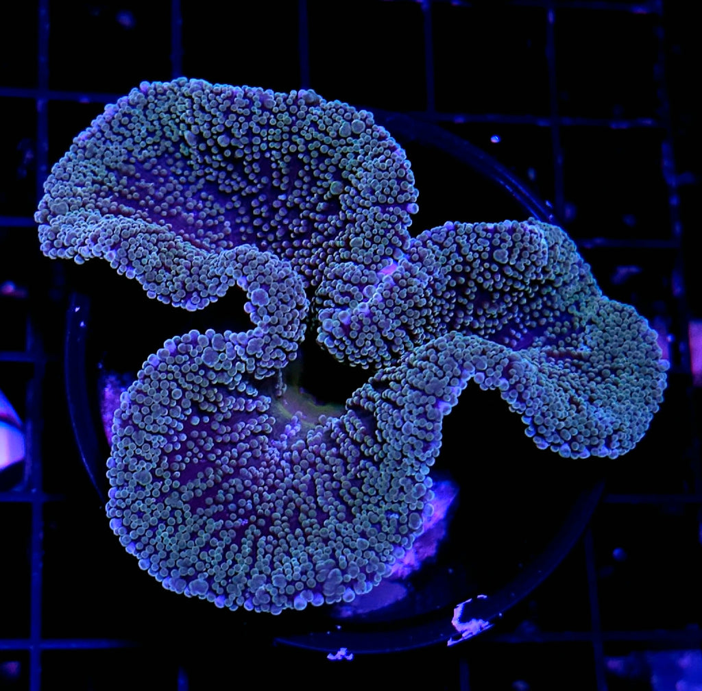 Funky Haddoni Carpet Anemone