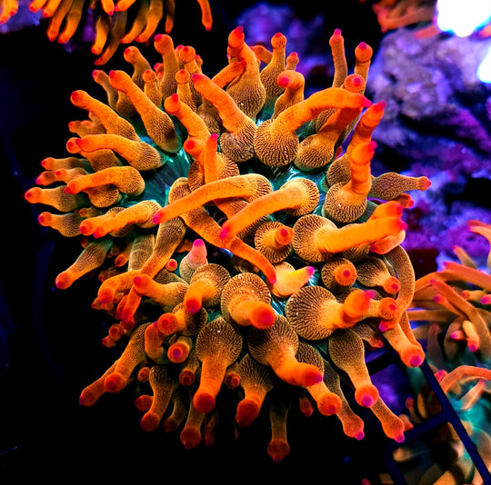 Rizzo's Florida Sunburst Bubble Tip Anemone NOT WYSIWYG