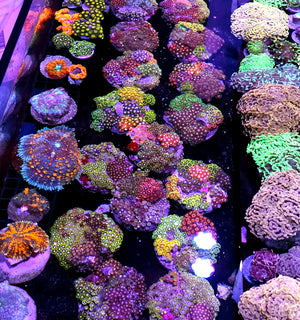 Pre-Party 4" Cultured Rainbow Mix Zoa Colony NOT WYSIWYG