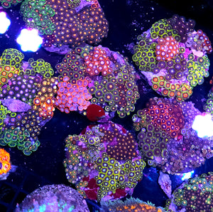 Pre-Party 4" Cultured Rainbow Mix Zoa Colony NOT WYSIWYG