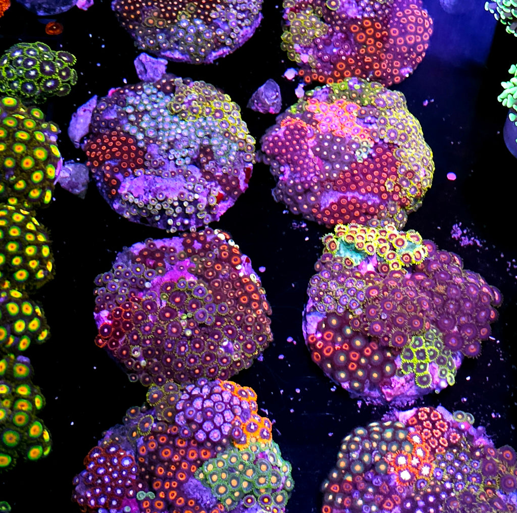 Pre-Party 4" Cultured Rainbow Mix Zoa Colony NOT WYSIWYG