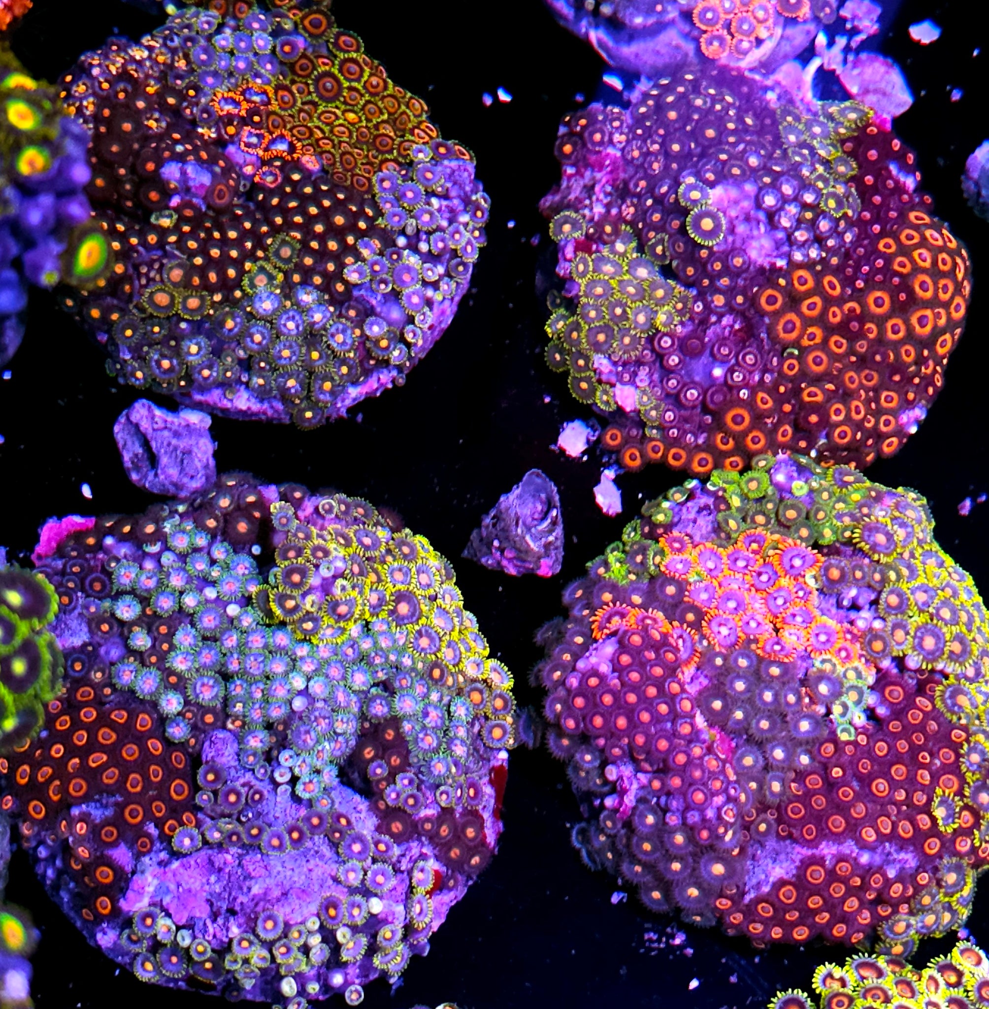 Pre-Party 4" Cultured Rainbow Mix Zoa Colony NOT WYSIWYG