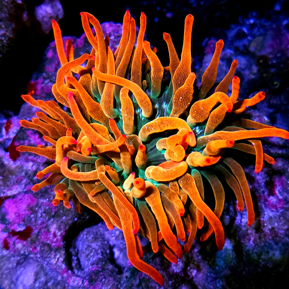 Rizzo's Florida Sunburst Bubble Tip Anemone NOT WYSIWYG