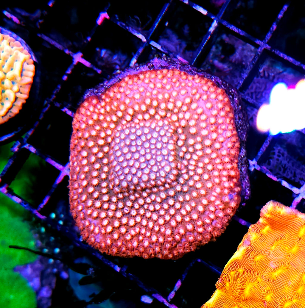 HF Possessed Cyphastrea Colony