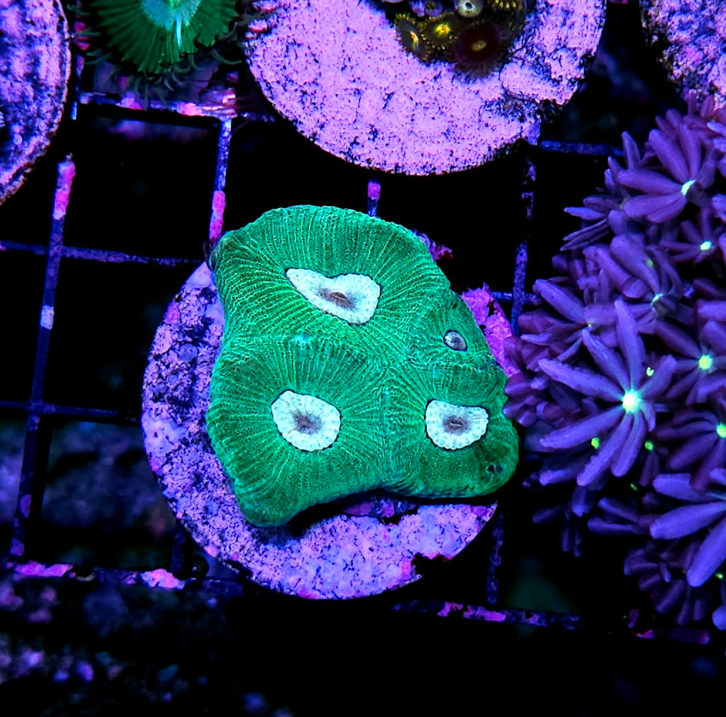 Frog Eyes Goniastrea