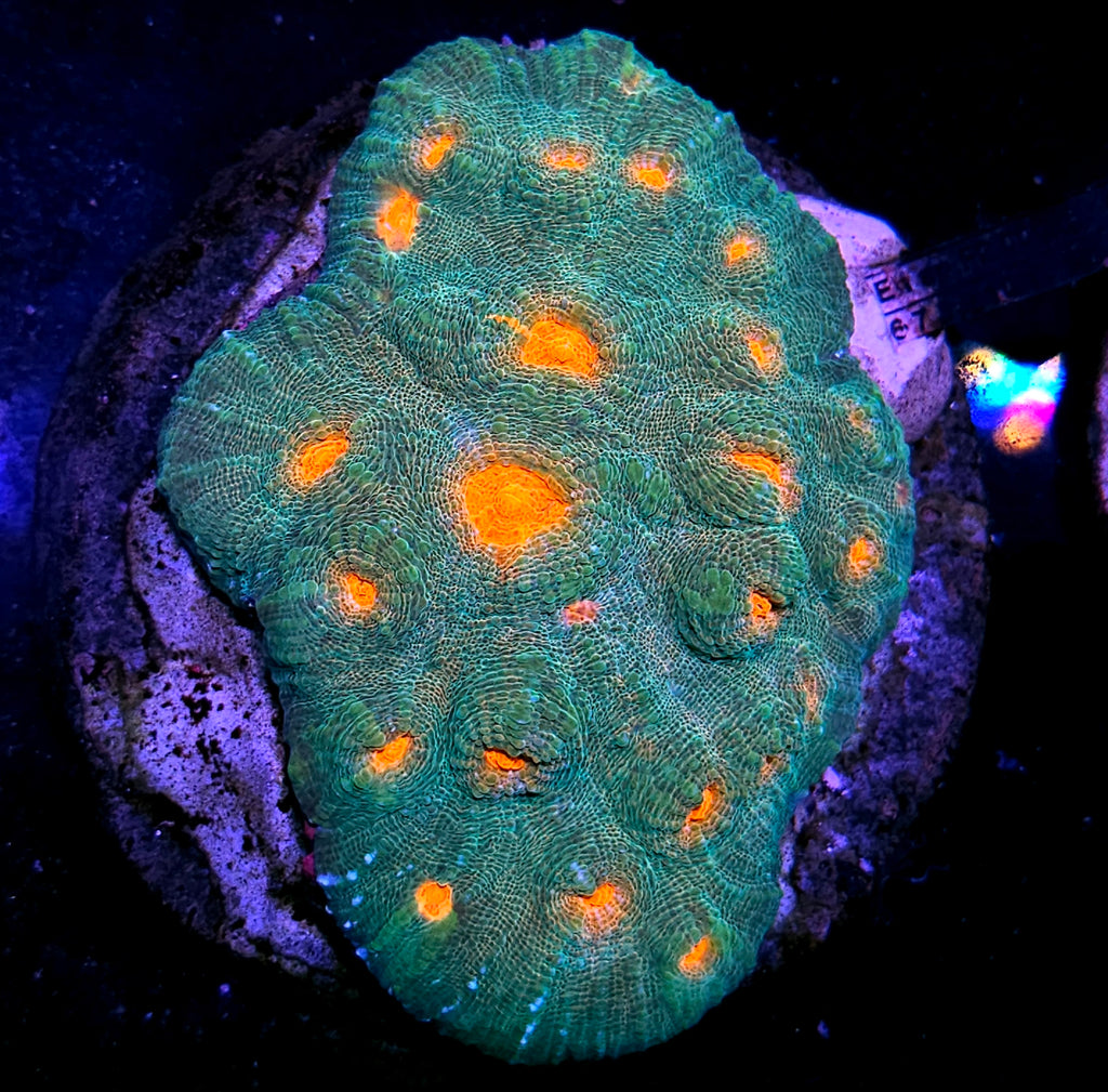 Emerald Mummy Eye Chalice Colony