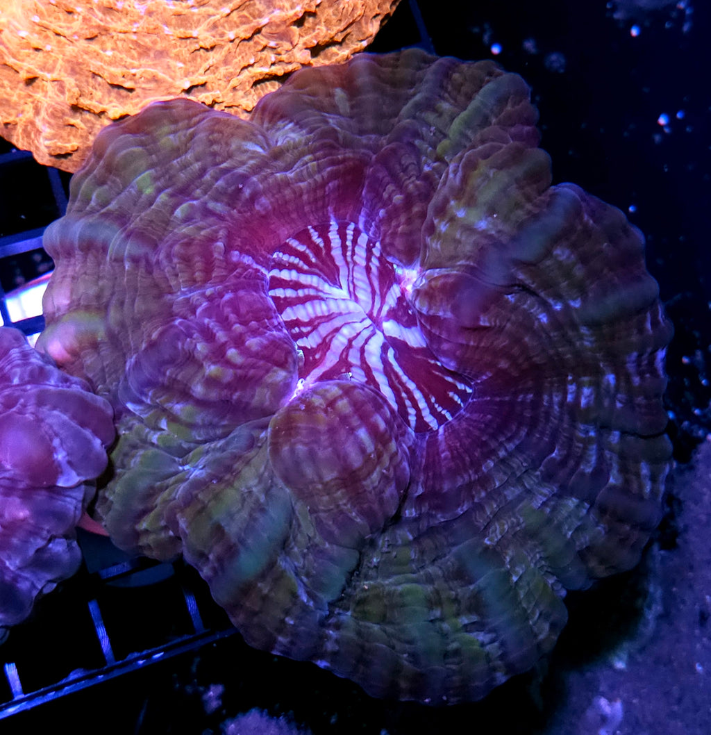 Vortex Indophyllia