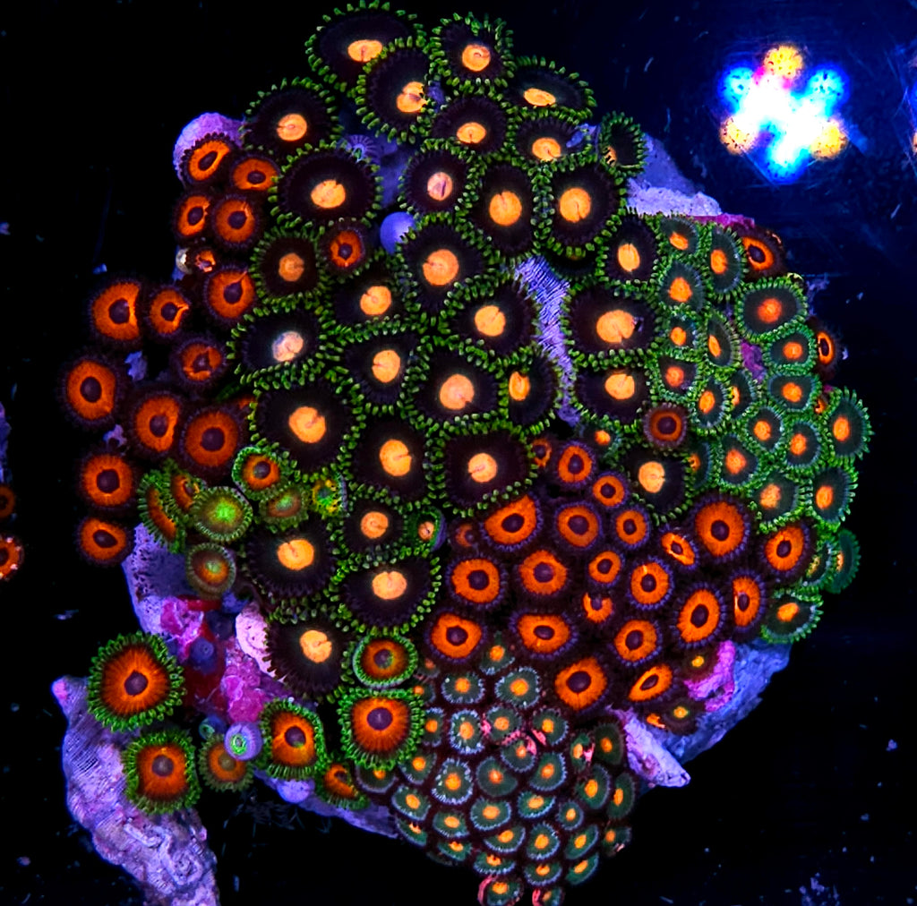 4" Ridiculous Mix Zoa Colony