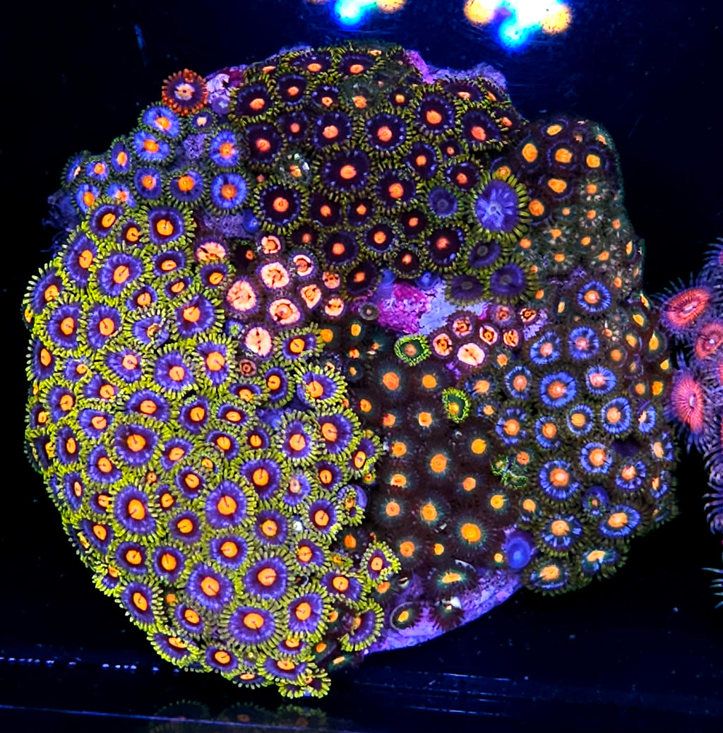 4" Epic Mix Zoa Colony