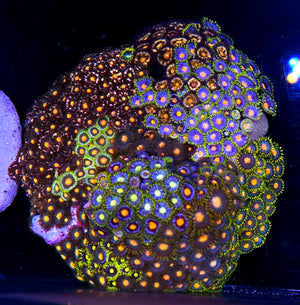 4" Epic Mix Zoa Colony