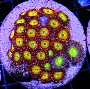 Bowser & Lotus Mix Zoa Colony