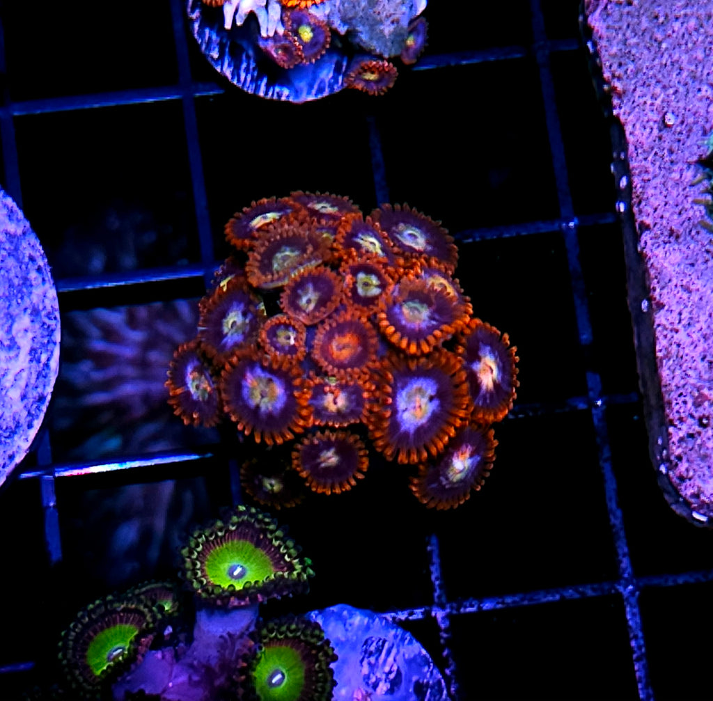 Chaotic Kush Zoas