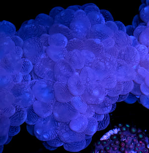 Australian Blue Bubble Coral