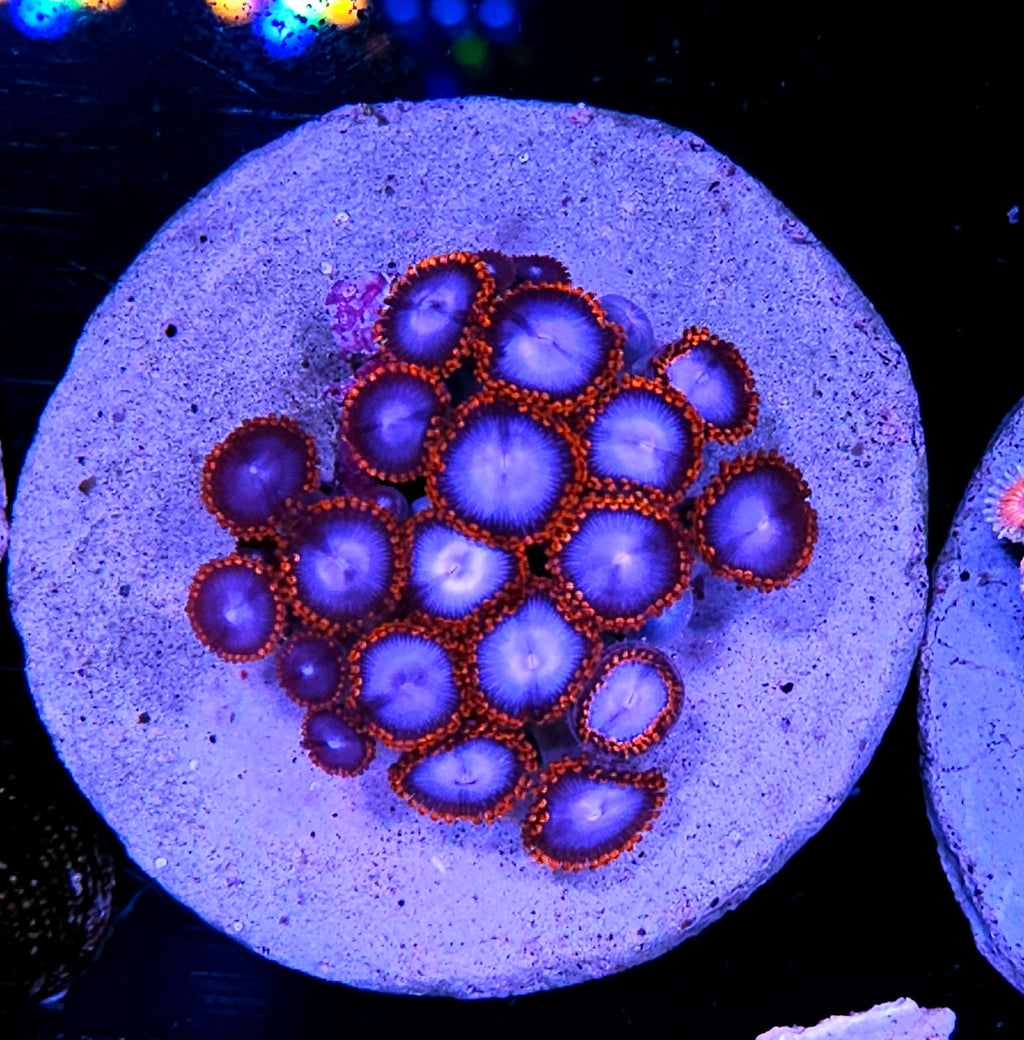 Superman Zoa Colony