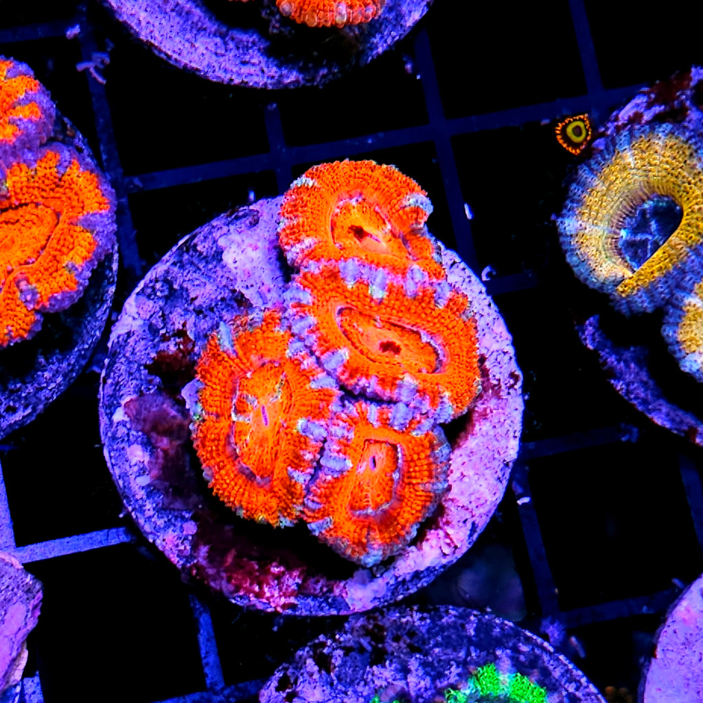 Flame-On Acan