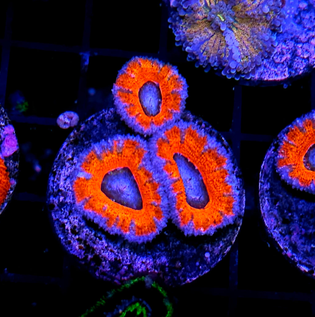 Hot Boyz 🔥 Acan