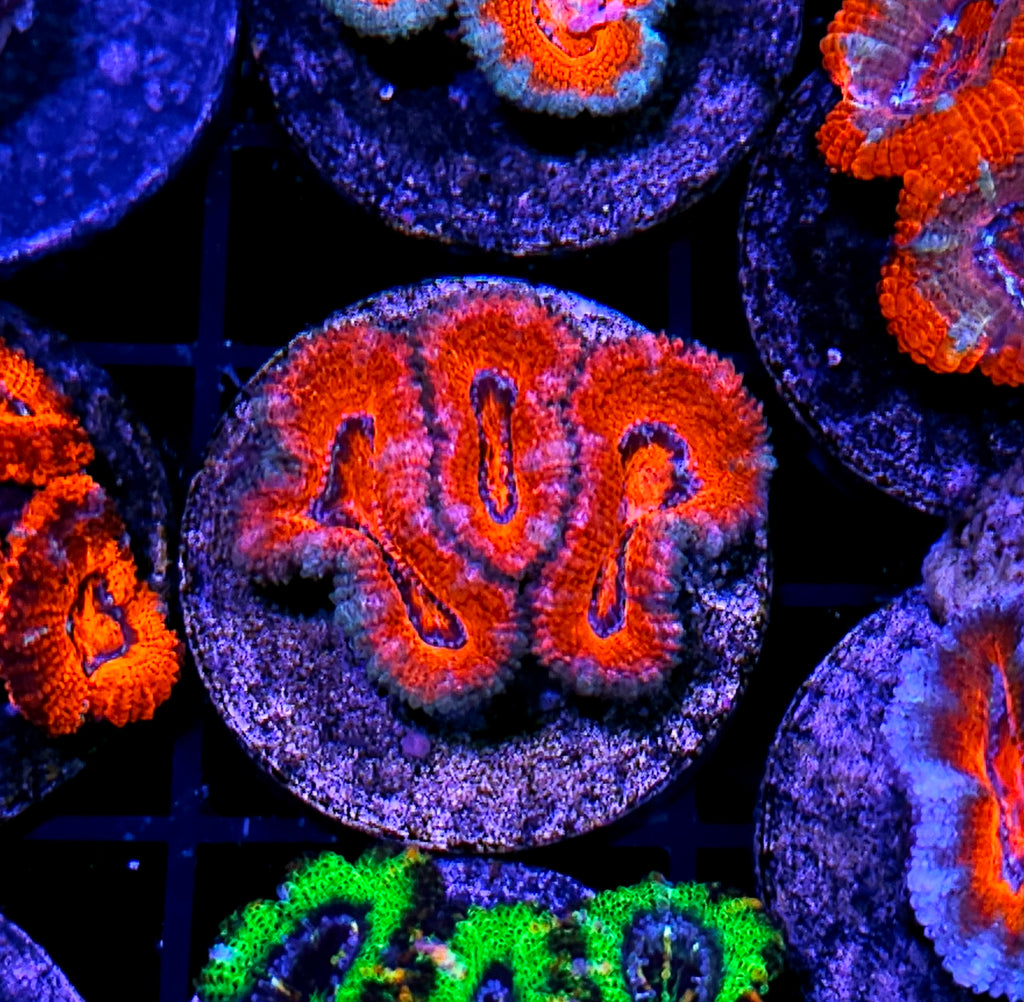 Bad Ass Ultra Acan