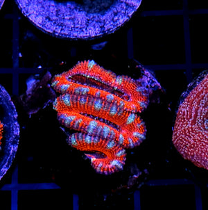 Bad Ass Ultra Acan