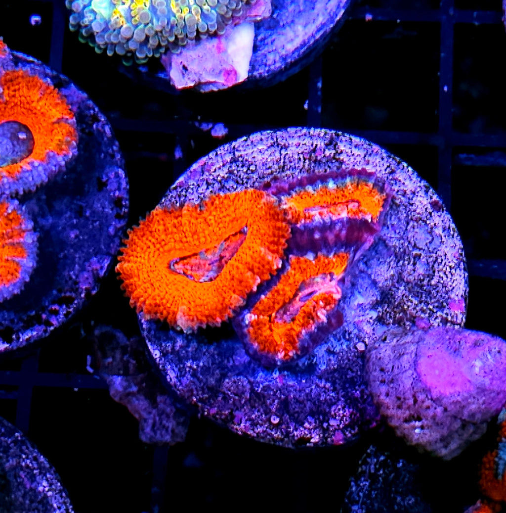 Bad Ass Ultra Acan