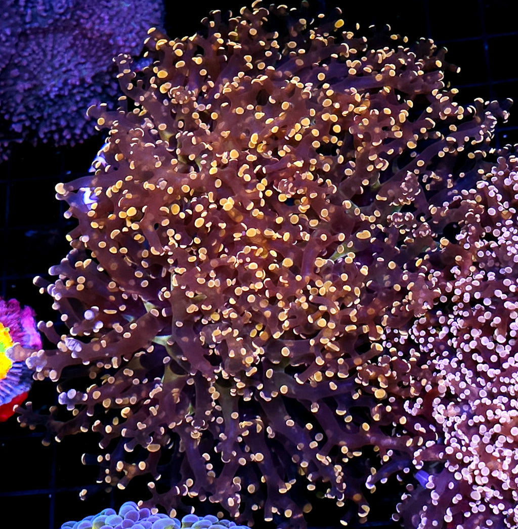 Approx 5-6 Head Elliptical Octospawn Colony