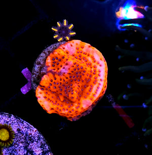 Mystic Sunset Montipora