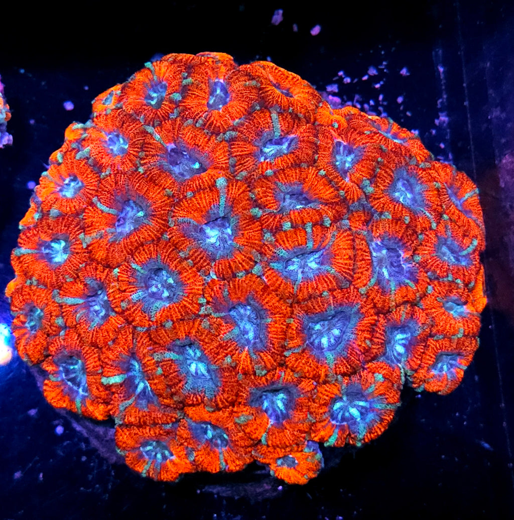 Epic Stained Glass Asian Acan Colony