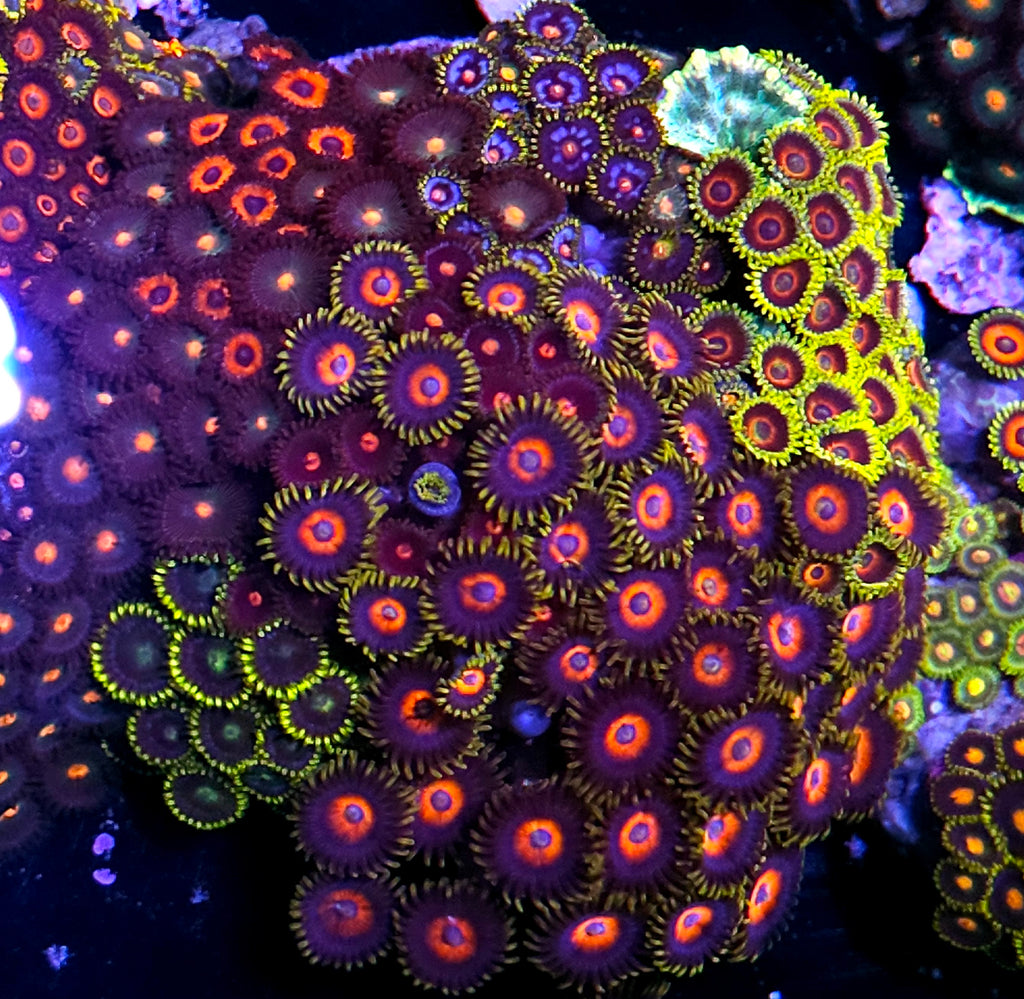 4" Insane Mix Zoa Colony