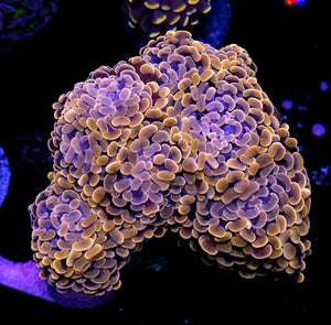 Approx 7-8 Head Orange Branching Hammer Colony