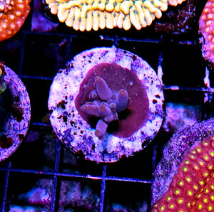 Purple Punch Smooth Skin Acropora