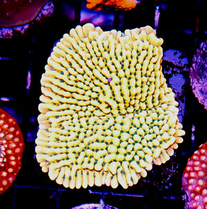 DR Beach Bum Montipora Colony