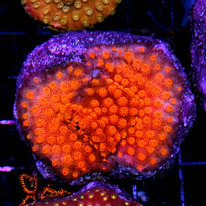 Volcanic Bliss Cyphastrea Colony