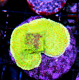 HF Grinch Montipora Colony