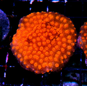 HF Hellspawn Cyphastrea Colony