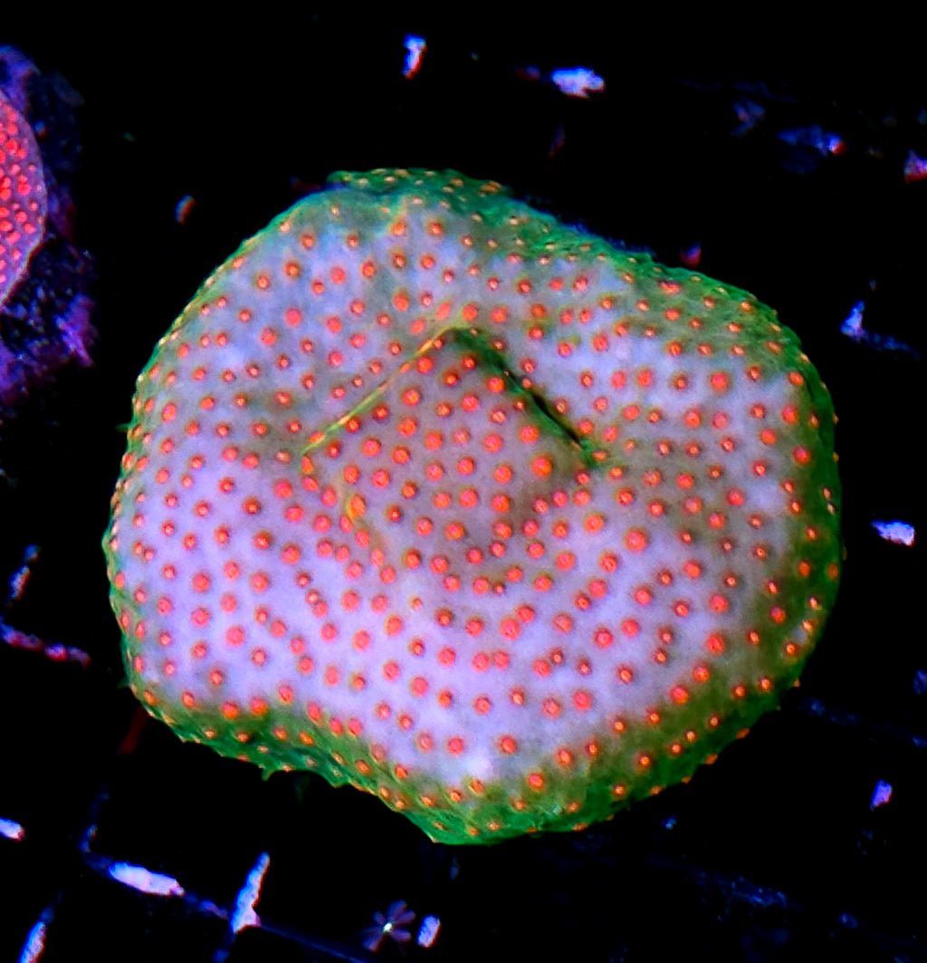 HF Space Ghost Cyphastrea Colony