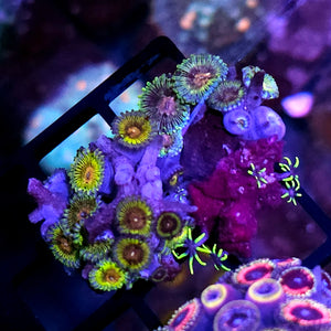 Pirate Booty ☠️ Mix Zoa Mini Colony