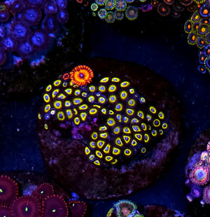 Yellow Jacket Zoa Colony