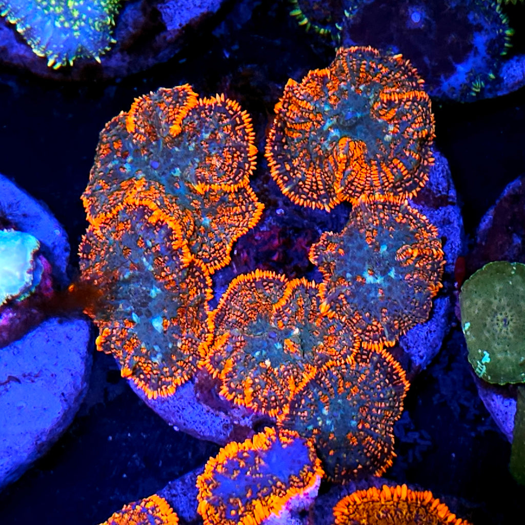 Graffiti Mushroom Colony