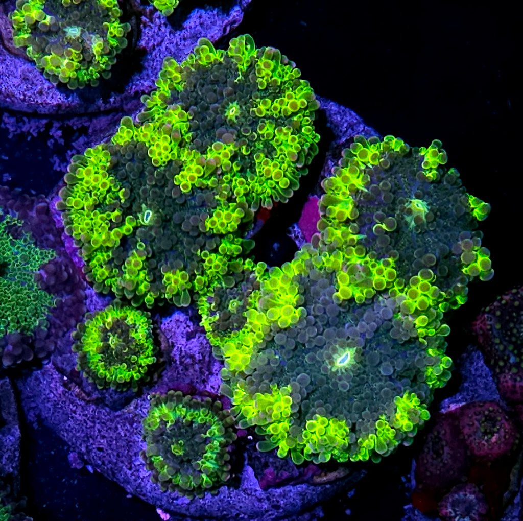 Insane Yuma Colony