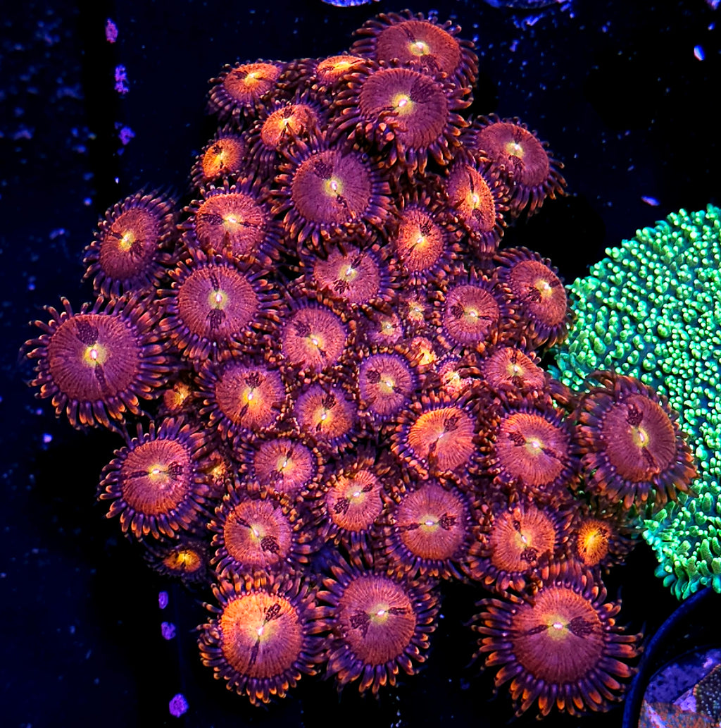 Playboy Zoa Colony