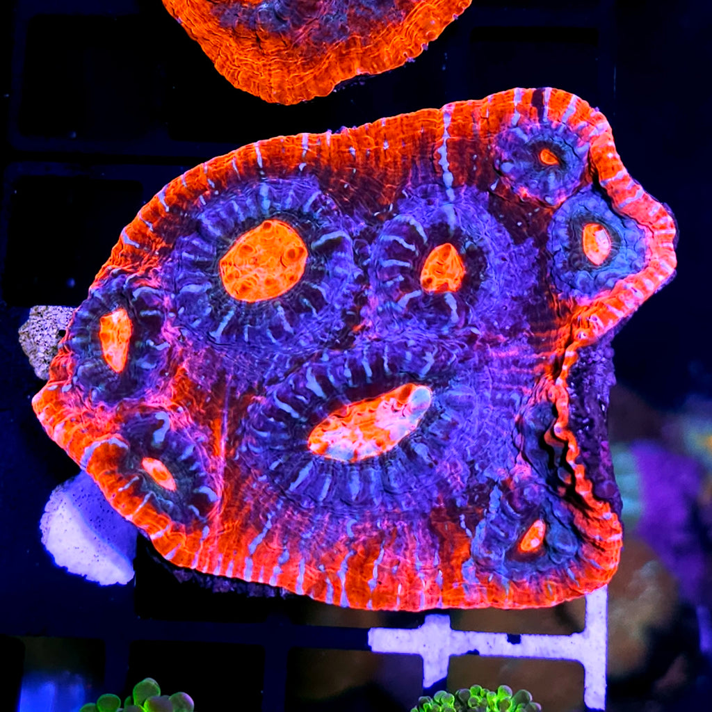 Aftermath Red Rim Chalice Colony