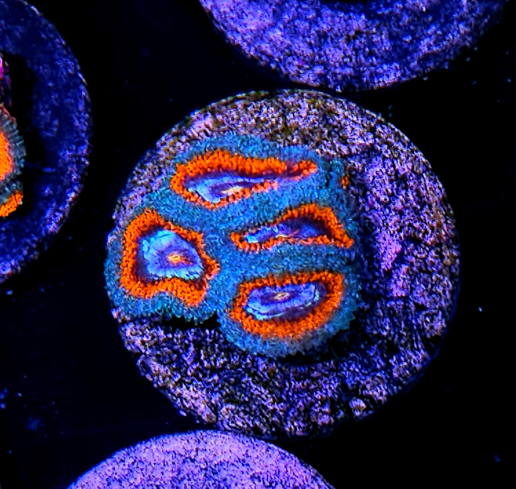 Leviathan Micromussa
